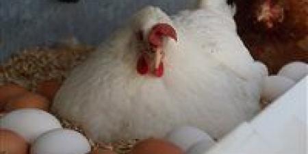 بالبلدي: أسعار
الدواجن
والبيض
اليوم
الإثنين
17
-
11
-
2025