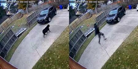 بالبلدي: لحظات مضحكة.. شاهد رجلًا يقفز على سقف السيارة هربًا من ماعز طليق