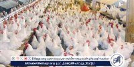 بالبلدي: بورصة
      الدواجن..
      أسعار
      الفراخ
      البيضاء
      اليوم
      الخميس
      20-11-2025  في
      قنا