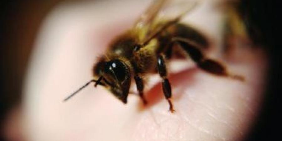 بالبلدي: دراسة: فصول الربيع المبكرة الناجمة عن تغير المناخ يمكن أن تقتل النحل