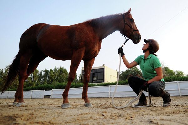 دانة القصيبي تدرب الحصان، في مدينة جدة المطلة على البحر الأحمر، تحلم بفتح اسطبلاتها الخاصة لتدريب الخيول في المملكة العربية السعودية، مارس/آذار 17 عام 2017 - سبوتنيك عربي