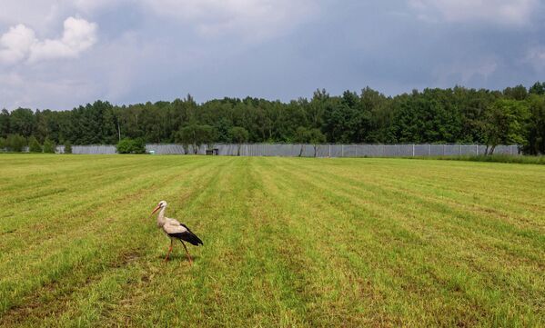 يسير طائر اللقلق في حقل أمام الجدار الحدودي على الحدود البولندية البيلاروسية بالقرب من قرية تولتش، في مقاطعة سوكولكا، محافظة بودلاسكي، في شمال شرق بولندا في 8 يونيو 2022 - سبوتنيك عربي
