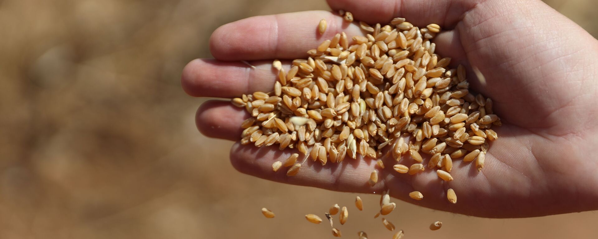 الحصاد بدأ مجددا.. هل تعود سوريا إلى تصدير القمح؟ - سبوتنيك عربي, 1920, 03.06.2022