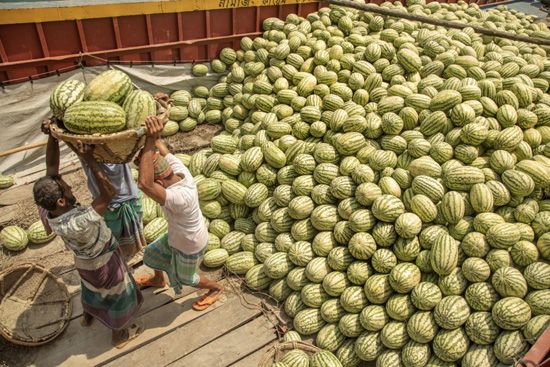 البطيخ فى بنجلاديش (2)