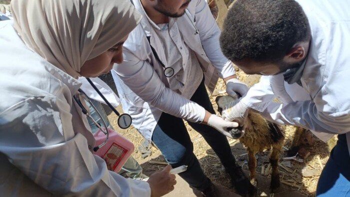 «بيطري سوهاج» تواصل جهودها المجتمعية: علاج 975 حيوانًا في قافلة «أولاد مامن» «بيطري سوهاج» تواصل جهودها المجتمعية: علاج 975 حيوانًا في قافلة «أولاد مامن»