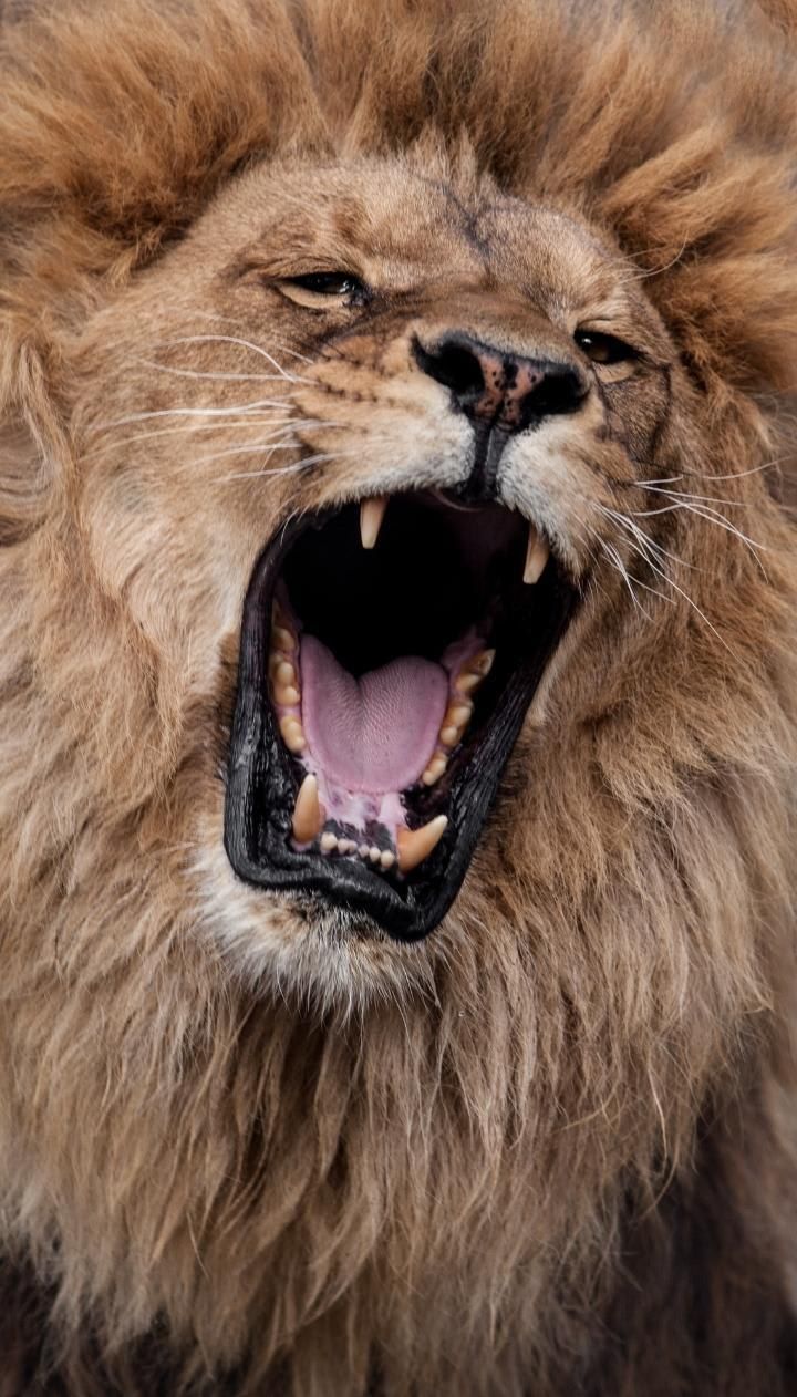 مقدونيا
