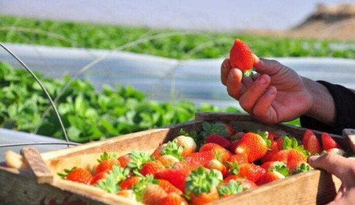 صادرات مصر من الفراولة تسجل 74.447 مليون دولار في الربع الأول 2025