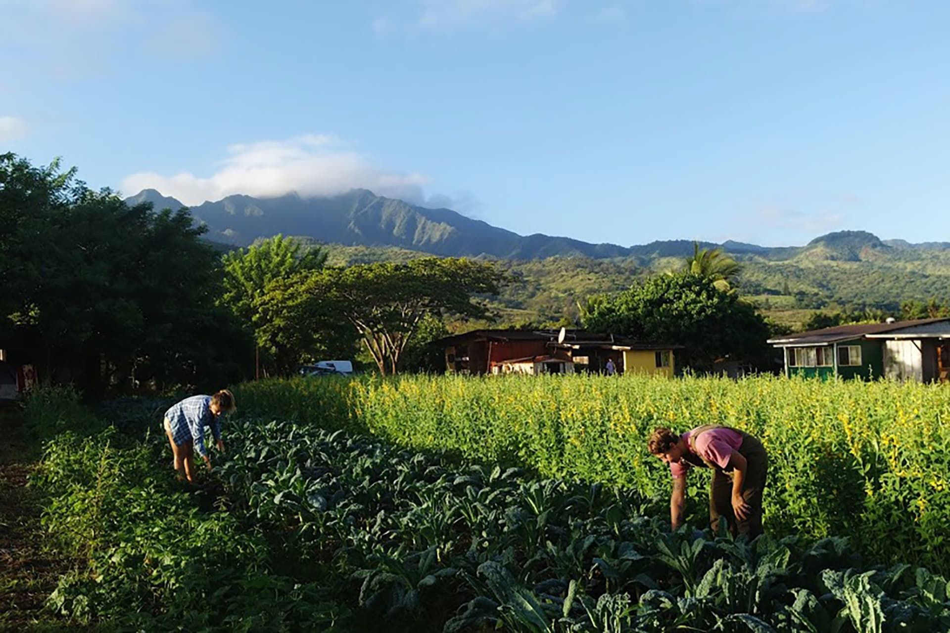 السفر التطوعي