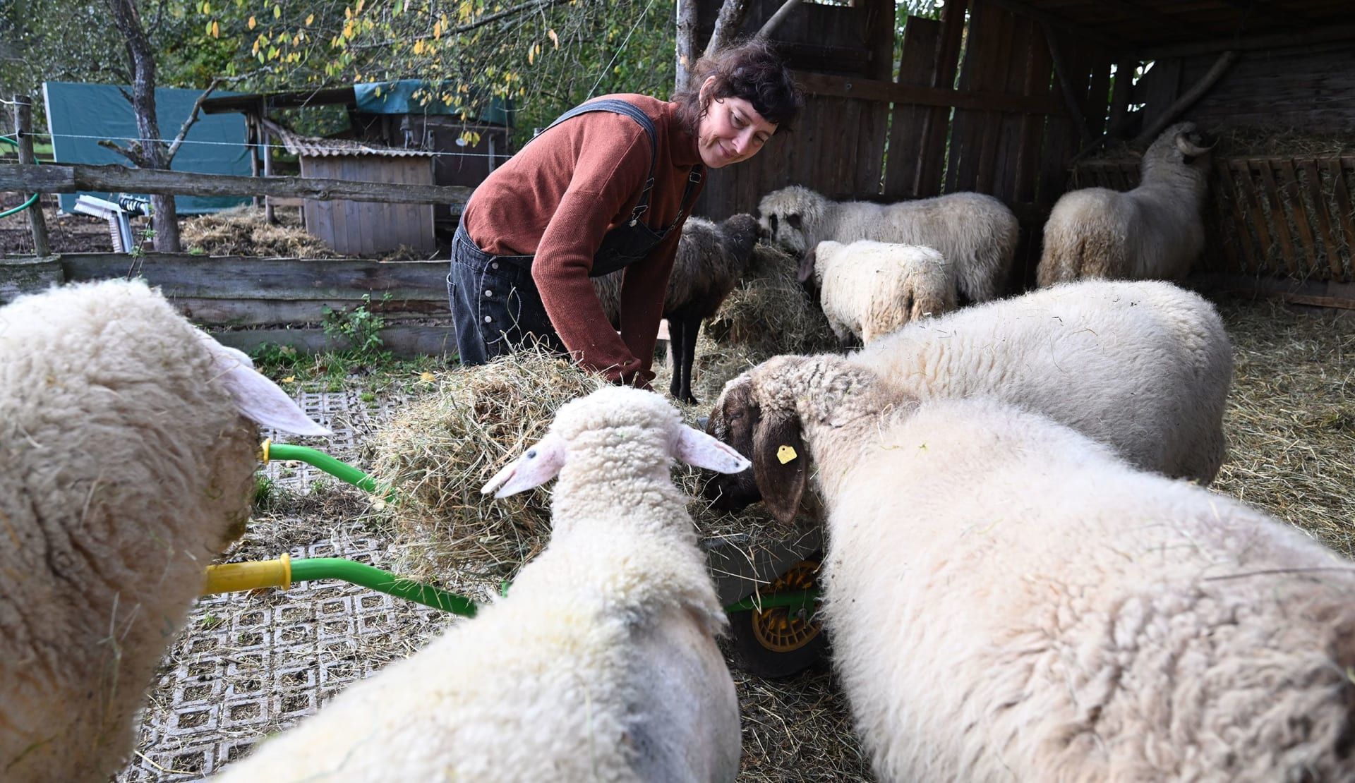 السفر التطوعي