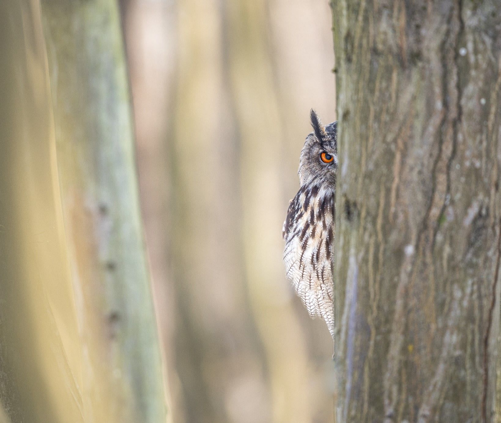 مصور يوثّق لحظة مضحكة وسط زحام الطيور في النرويج