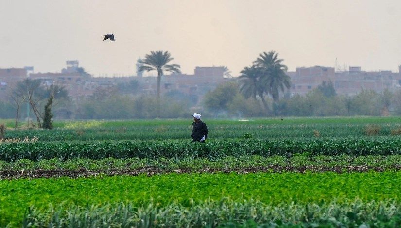 أرض زراعية