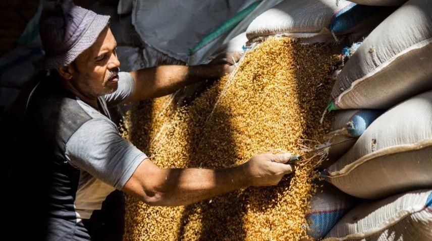 طرح قمح الديورم بالبورصة السلعية