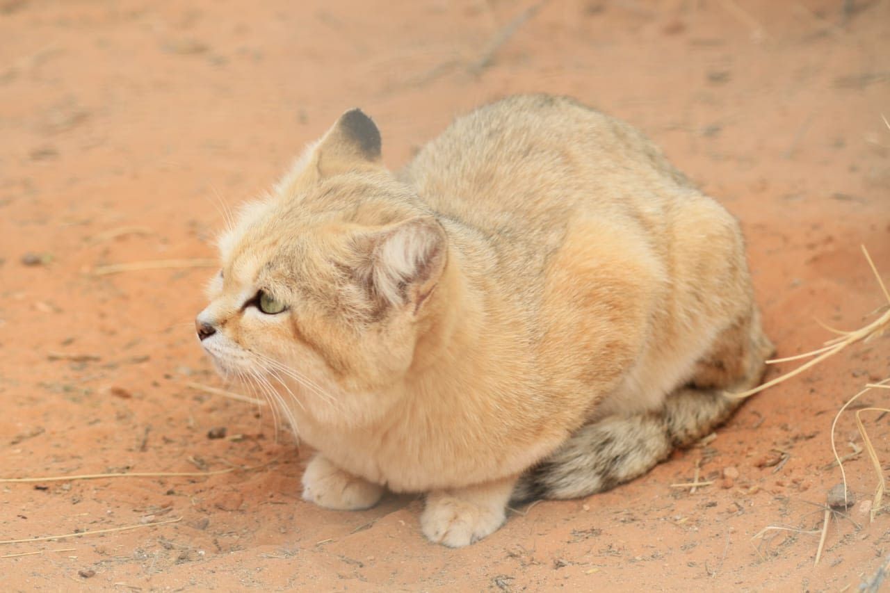 ليبيا