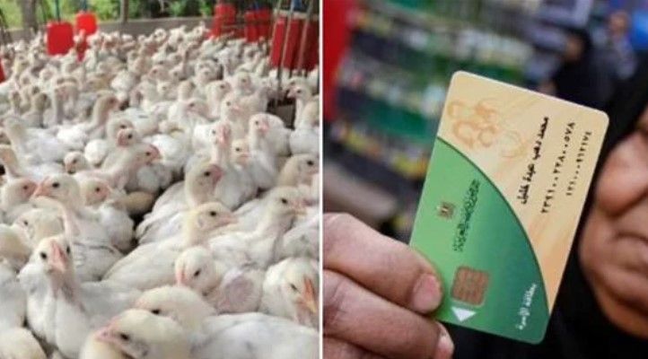 إضافة الدواجن على بطاقة التموين