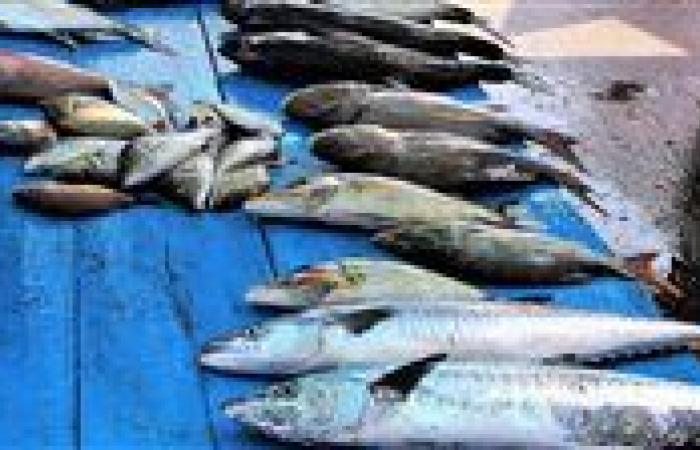 بالبلدي: أسعار
      السمك
      اليوم
      الأربعاء
      19
      -
      8
      -
      2026