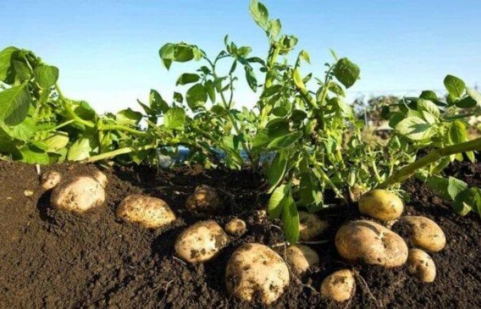 بالبلدي : «الحاصلات
      البستانية»
      و«قطاع
      استصلاح
      الأراضي»
      يبحثان
      خطط
      التوسع
      في
      إنتاج
      تقاوي
      البطاطس
      بالنوبارية