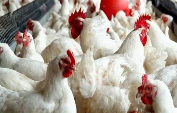 بالبلدي : الفراخ
      البيضاء
      بكام؟..
      أسعار
      الدواجن
      اليوم
      الأحد
      20-9-2026