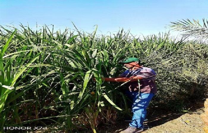 بالبلدي: زراعة
      قنا
      تواصل
      فحص
      محصول
      قصب
      السكر
      بقرى
      قفط
      لمواجهة
      الآفات
      ورفع
      الإنتاجية