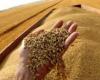 بالبلدي: تجنبا لأزمة غذائية.. العراق يخطط لمخزون استراتيجي من القمح