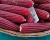 بالبلدي: "الزراعة"
      تُطلق
      فعاليات
      يوم
      الحقل
      السنوي
      للذرة
      والأرز
      بسخا
      لتعزيز
      الأمن
      الغذائي