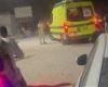 بالبلدي: مصرع
      سيدة
      لدغها
      عقرب
      بدار
      السلام
      في
      سوهاج