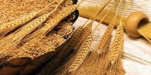 الزراعة
      للفلاح:
      لا
      مبرر
      يمنع
      من
      توريد
      القمح
      للدولة..
      إحنا
      وياك
      في
      أي
      مكان بالبلدي | BeLBaLaDy
