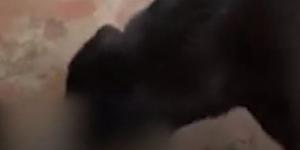 بالبلدي: فتاة مغربية تسمح لكلبتها بقتل قطة أمام عدسة الكاميرا.. فيديو