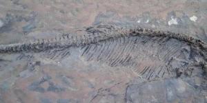 بالبلدي: اكتشاف نوع جديد من الزواحف الطائرة الضخمة "تنين الموت" عاش قبل 86 مليون سنة