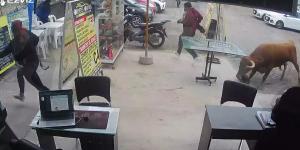 belbalady كاميرا مراقبة ترصد ثورًا طليقًا في حالة هياج يهاجم متجرًا.. شاهد ما حدث