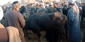 بالبلدي: لجان من بيطرى الأقصر لدعم الماشية ضد الحمى القلاعية والوادى المتصدع