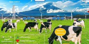 بالبلدي: كيف ستكون مزرعة المستقبل.. العلماء يطورون ساعة ذكية للأبقار