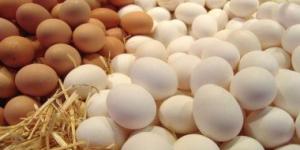 بالبلدي: الزراعة تطرح كميات كبيرة من بيض المائدة بأسعار مخفضة فى منافذها