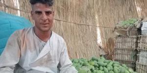بالبلدي: 10 صور ترصد العمل فى مزارع الأقصر بموسم حصاد وفرز المانجو قبل طرحها لأسواق مصر