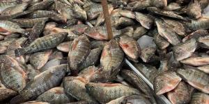 بالبلدي: أسماك لا تجدها إلا في أسواق دمياط.. تعرف على أبرز أسواق السمك في المحافظة