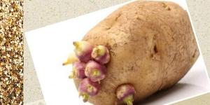 بالبلدي: كيف تتجنبين ظهور البراعم على البطاطس.. وهل هي آمنة الاستخدام؟ belbalady.net