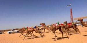 بالبلدي: شرم الشيخ تشهد بطولة سباقات هجن جديدة تنافس فيها هجانة من 7 محافظات