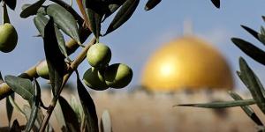 بالبلدي: أحمل غصن زيتون فى يدى.. لماذا تعتبر شجرة الزيتون رمزًا لصمود الفلسطينيين؟