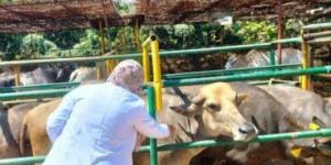 بالبلدي: ‫ وزارة الزراعة: علاج 2600 رأس ماشية مجانا لصغار المربين بمحافظة الغربية