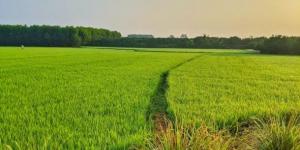بالبلدي: أسعار الأرز في خطر عقب فرض الهند مزيد من القيود على الصادرات