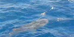 بالبلدي : الحوت بهلول يظهر من جديد.. غطاسون يرصدونه أمام سواحل الغردقة| فيديو وصور
