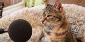 بالبلدي: قطة بريطانية تحطم الرقم القياسى العالمى لأعلى صوت "مواء".. فيديو وصور