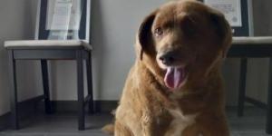 بالبلدي: نفوق الكلب "بوبى" المصنف كأكبر كلب سنا فى العالم عن 31 سنة