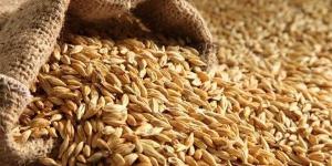 بالبلدي: "صناعة الحبوب": محصول الأرز تأثر بالتغيرات المناخية belbalady.net