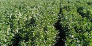 بالبلدي: مخصب قوى للأرض.. 6 معلومات عن زراعة محصول الفول فى مصر