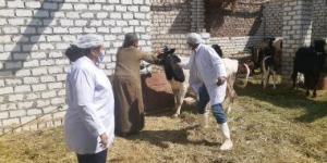 بالبلدي: الطب البيطرى ينظم قافلة لعلاج الماشية بمحافظة المنيا