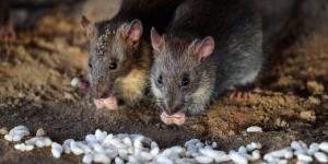 بالبلدي: باحثون يابانيون: أجنة الفئران تنمو فى الفضاء لأول مرة