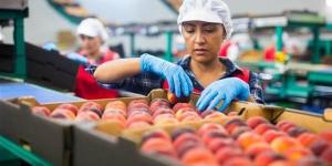 بالبلدي: الأعلى في التاريخ.. نمو صادرات الصناعات الغذائية أول تسعة أشهر من 2023 belbalady.net