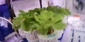 بالبلدي: رواد فضاء صينيون يقومون بزراعة الخضراوات في الفضاء