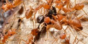 بالبلدي: الخل والنعناع.. روائح طبيعية مهامها القضاء على النمل فى المنزل