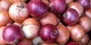 بالبلدي : تموين البحر الأحمر تعلن عن ضخ البصل الأحمر بسعر 18 جنيها للكيلو وحملات مكثفة على الأسواق